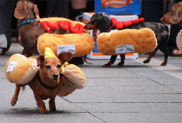 Hot Dogs & Buns